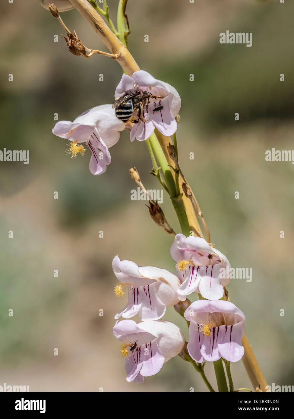 Feste delle api su un Palmer's Penstemon (Penstemon palmeri) fiorisce, Little Book Cliffs Wild Horse Range vicino Palisade, Colorado. Foto Stock
