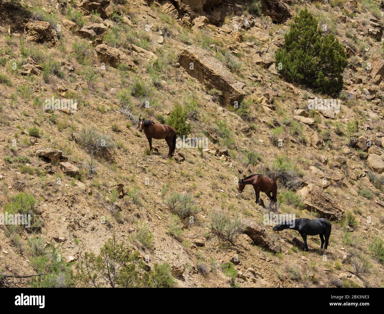 Wild Horses, Main Canyon Trail, Little Book Cliffs Wild Horse Range, Little Book Cliffs Wilderness Study Area vicino a Palisade, Colorado. Foto Stock