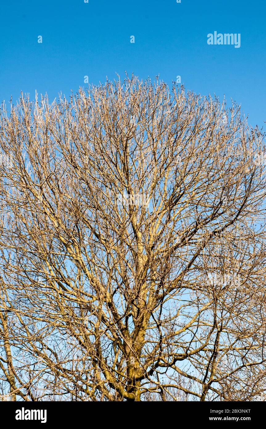 Fraxinus excelsior Frassino comune un albero deciduo visto con rami scheletrici senza foglie in un giorno di inverni soleggiati. Stendimento di rami con corona arrotondata. Foto Stock