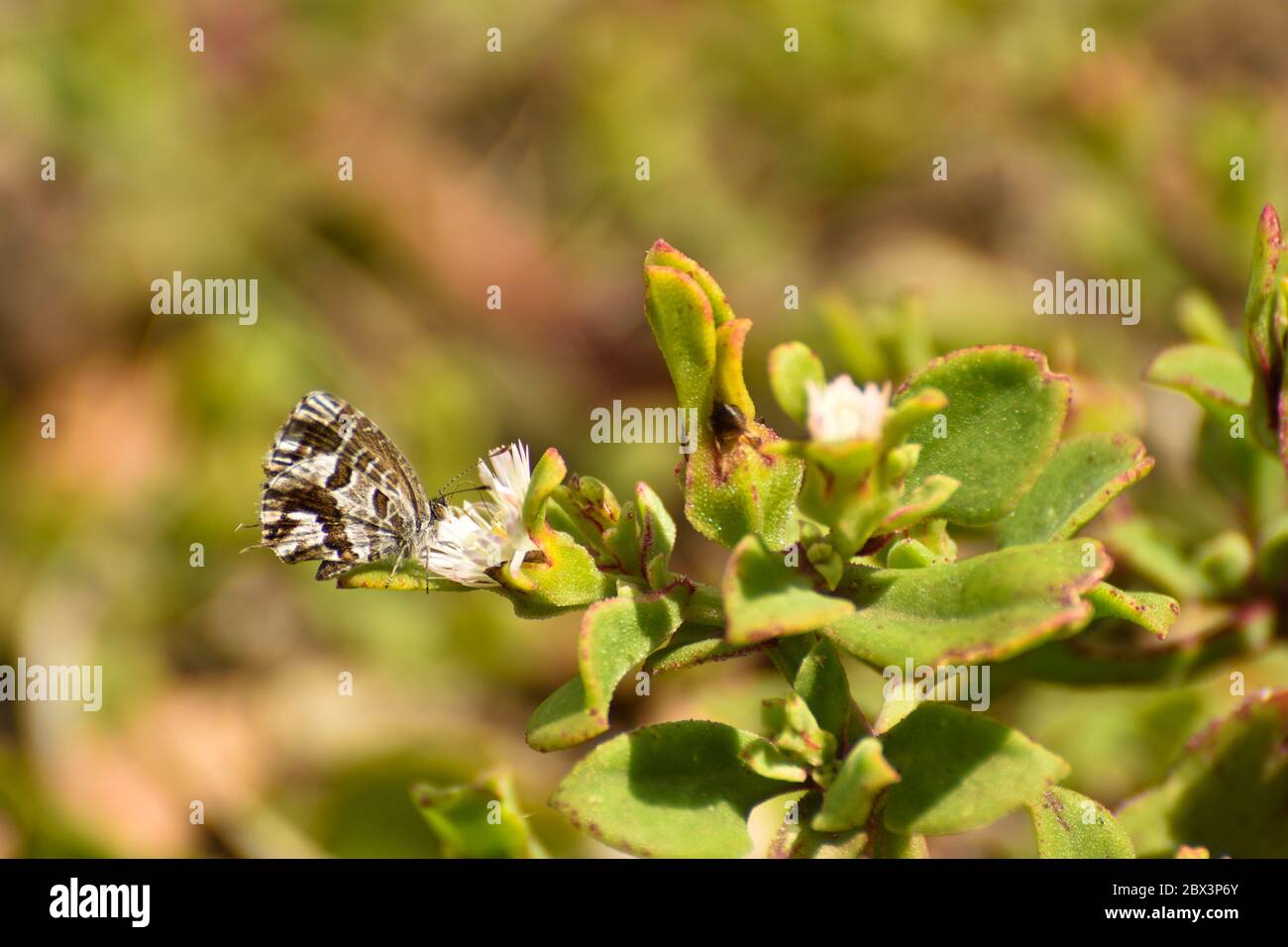 Alimentazione della farfalla di bronzo geranio (Cacyreus marshalli) Foto Stock