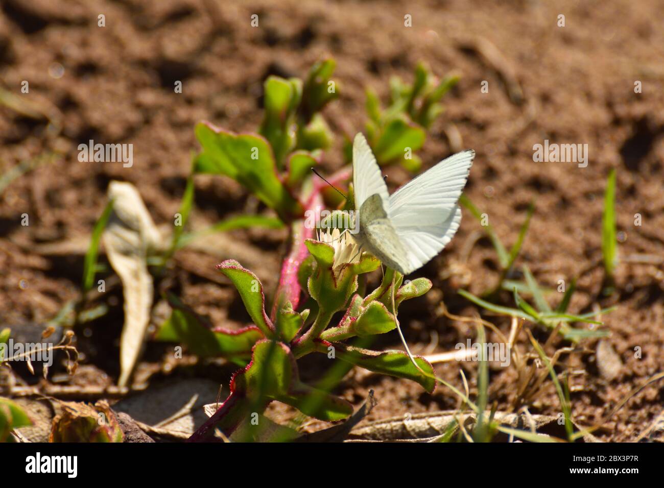 Farfalle bianche africane che si nutrano di fiori (Dixeia charina charina) Foto Stock