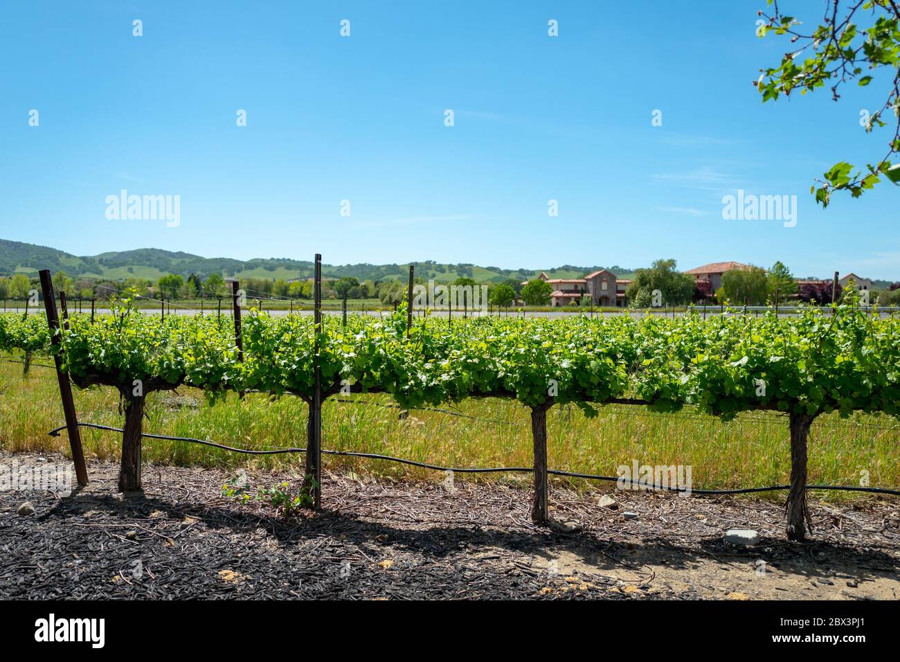 Le viti in filari sono visibili in un vigneto nella regione vinicola di Livermore, Livermore, California, 27 aprile 2020. () Foto Stock