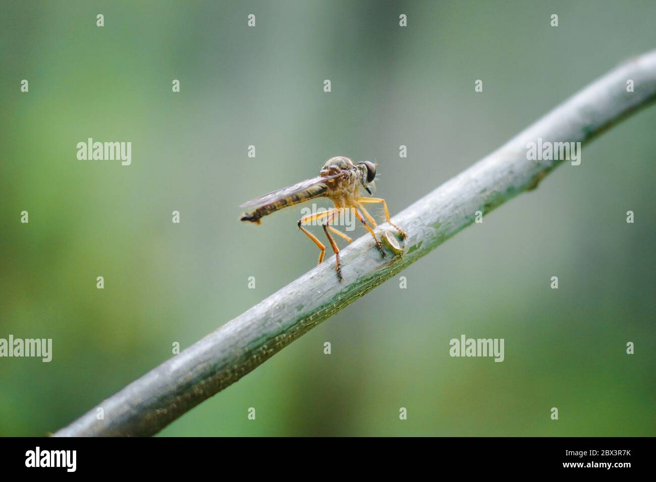 libellula tra gli alberi , primavera natura verde Garut West Giava indonesiano Asia Foto Stock