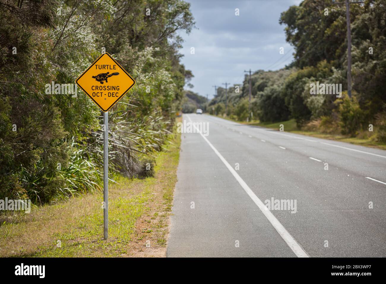 Albany Australia Occidentale 11 Novembre 2019 : Vista ravvicinata dei cartelli di avvertimento gialli stagionali che allertano gli automobilisti alla presenza delle tartarughe Foto Stock
