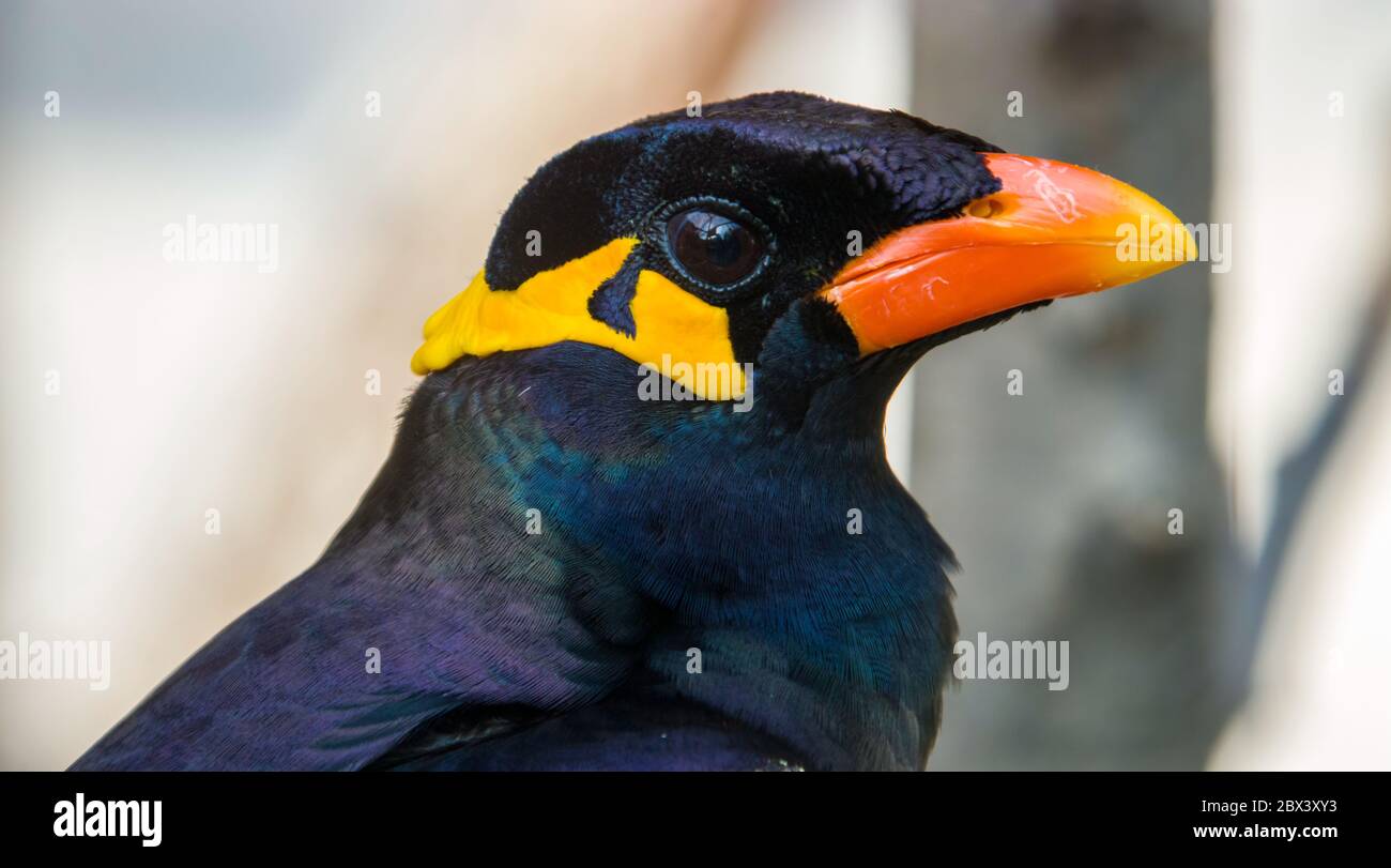 La mynia collinare comune (Gracula religiosa) è un membro della famiglia delle stelle. I popolari uccelli a gabbia, rinomati per la loro capacità di imitare il discorso. Foto Stock