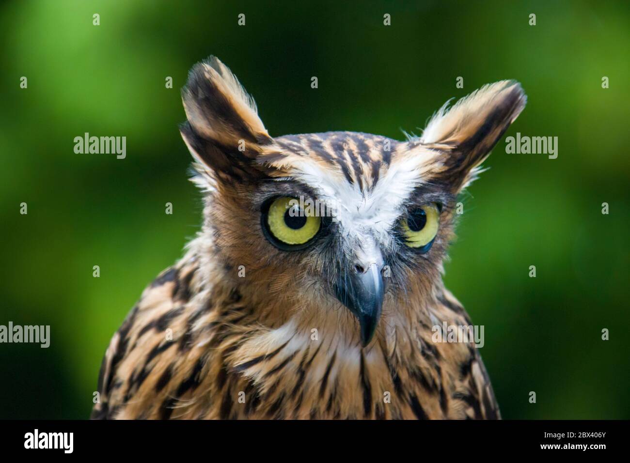 L'immagine closeup di Buffy pesce gufo, è una specie di gufo della famiglia Strigidae, è nativo del Sud-est asiatico e vive soprattutto nella foresta tropicale Foto Stock