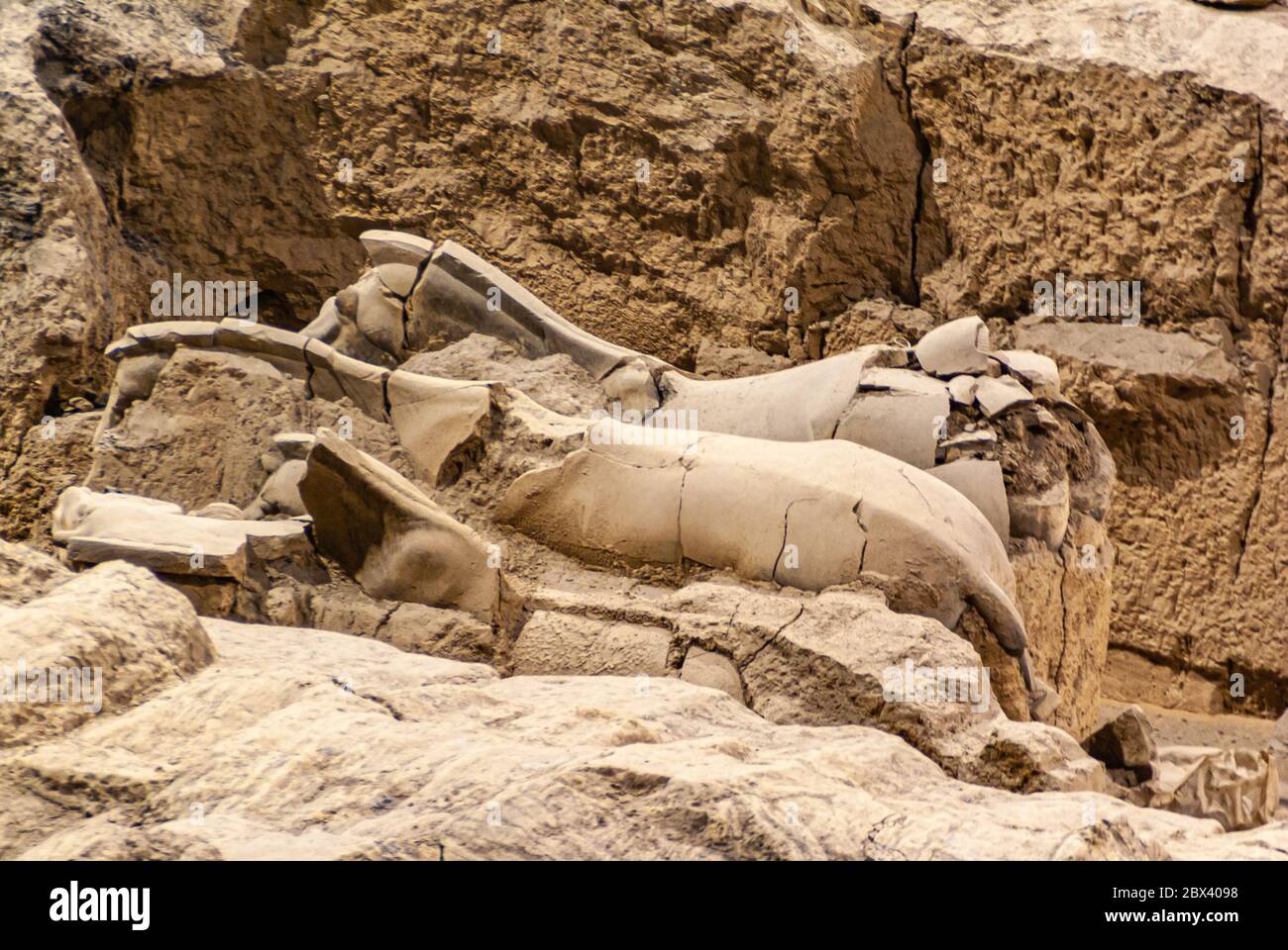 Xian, Cina - 1 maggio 2010: Sala di scavo dell'Esercito di terracotta. 2 fratturate in pezzi sculture di corpo di cavallo beige scavate fuori dallo sporco marrone. Foto Stock
