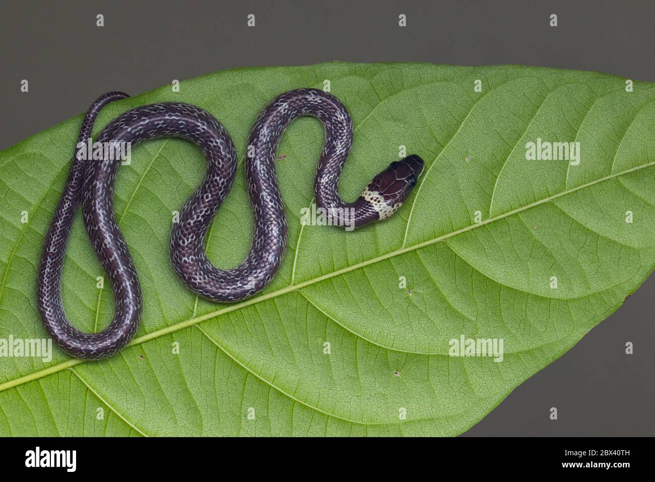 Primo piano di serpente piccolo su foglia verde , serpente comune di lupo Foto Stock