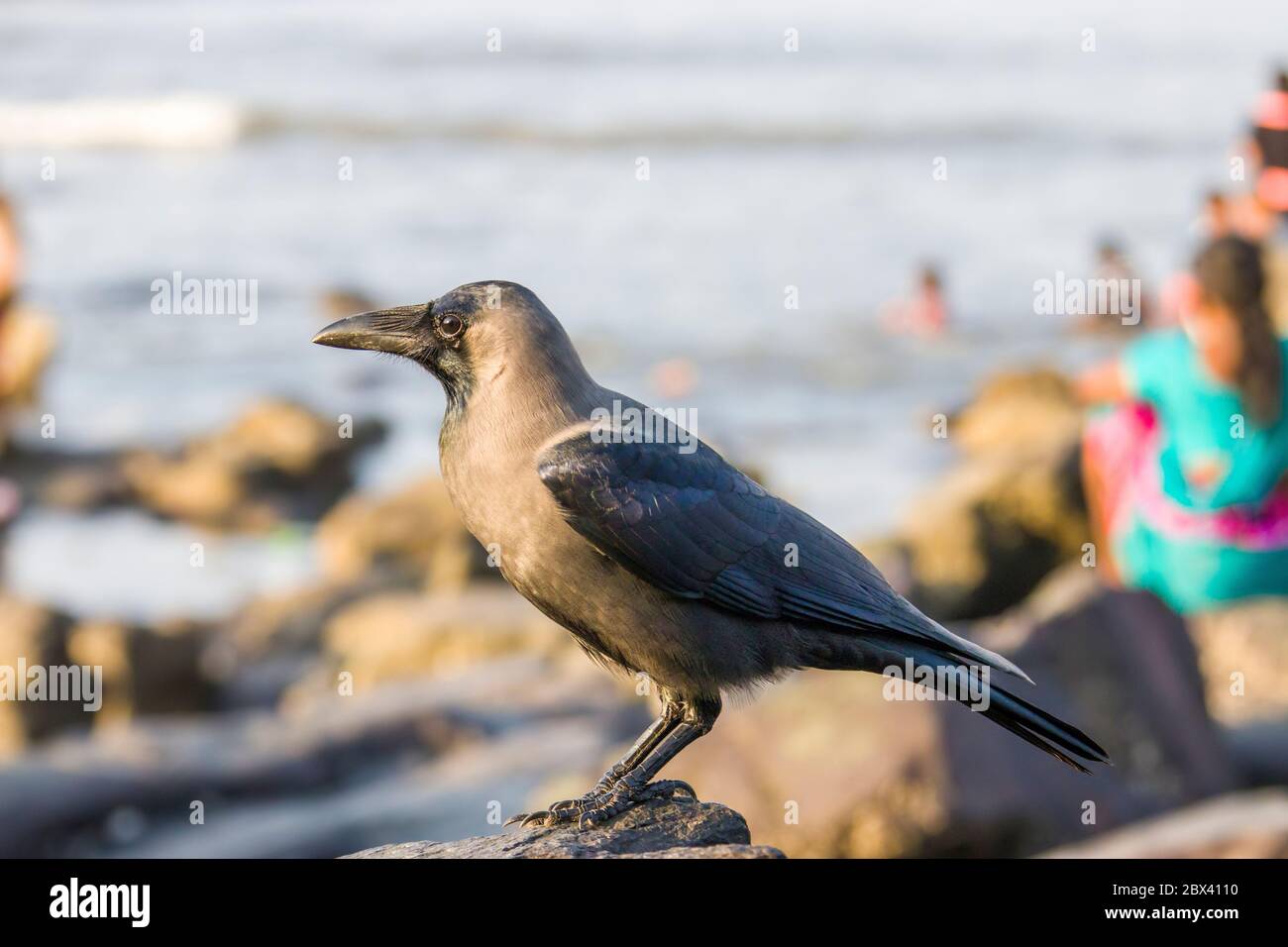 Il corvo della casa (Corvus splendens) nel sud di Mumbai India. Lo sfondo bokeh è la spiaggia di Haji Ali Bay e il mare arabo. Foto Stock