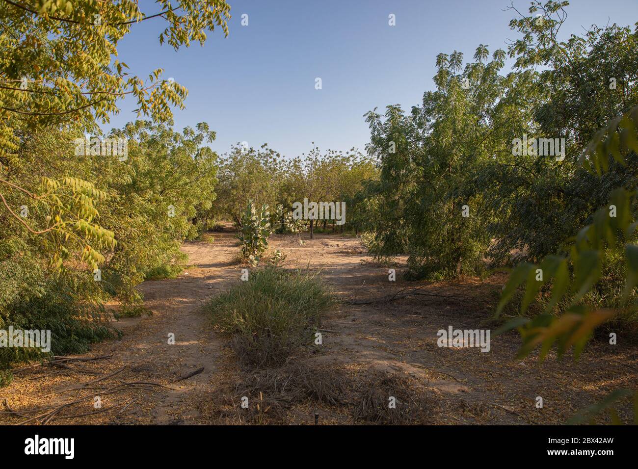 Ambiente verde di grandi alberi Foto Stock