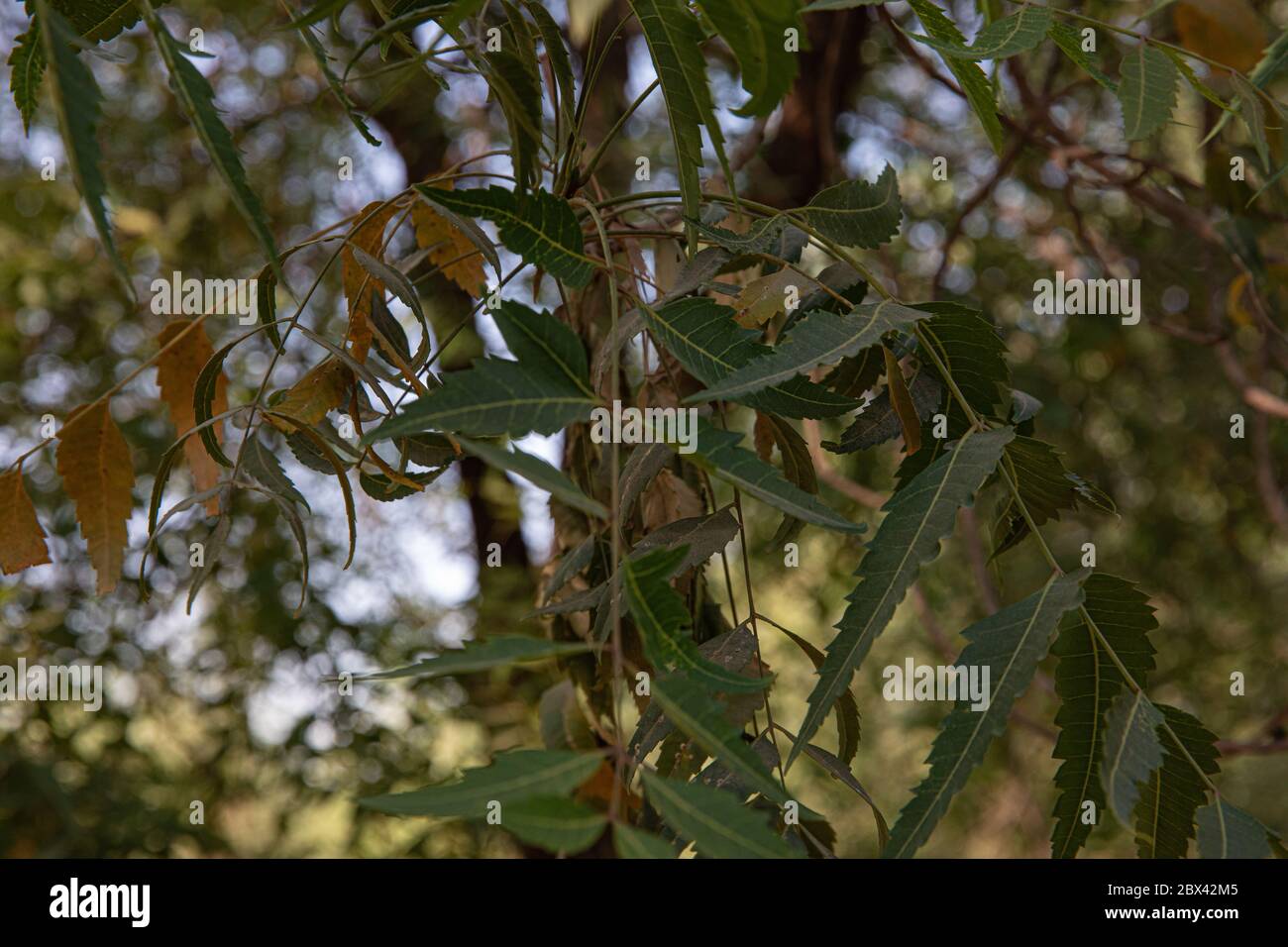 foglie di neem verde appese all'albero Foto Stock