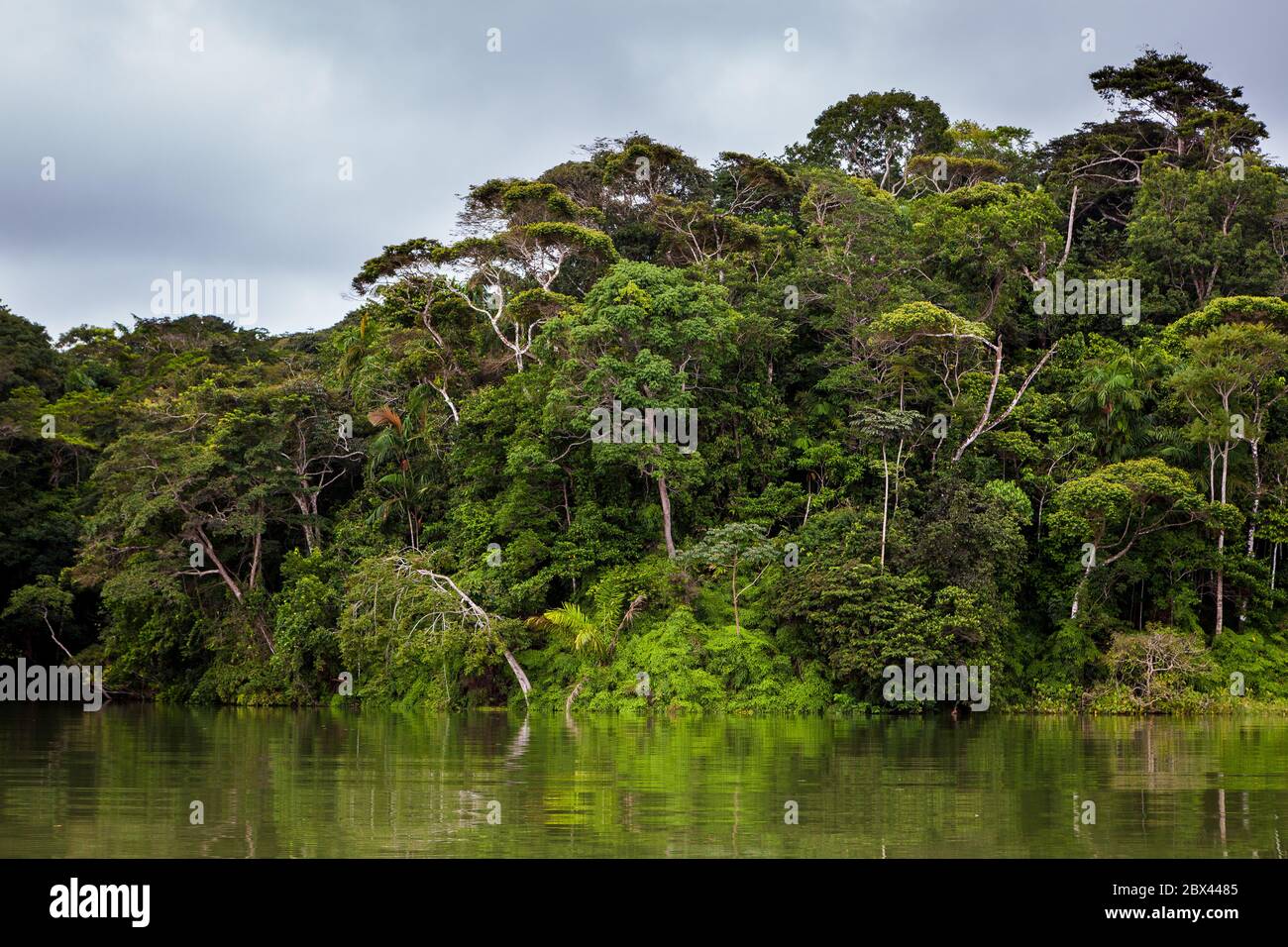 Lussureggiante foresta pluviale sul lato ovest del canale di Panama, Repubblica di Panama. Foto Stock