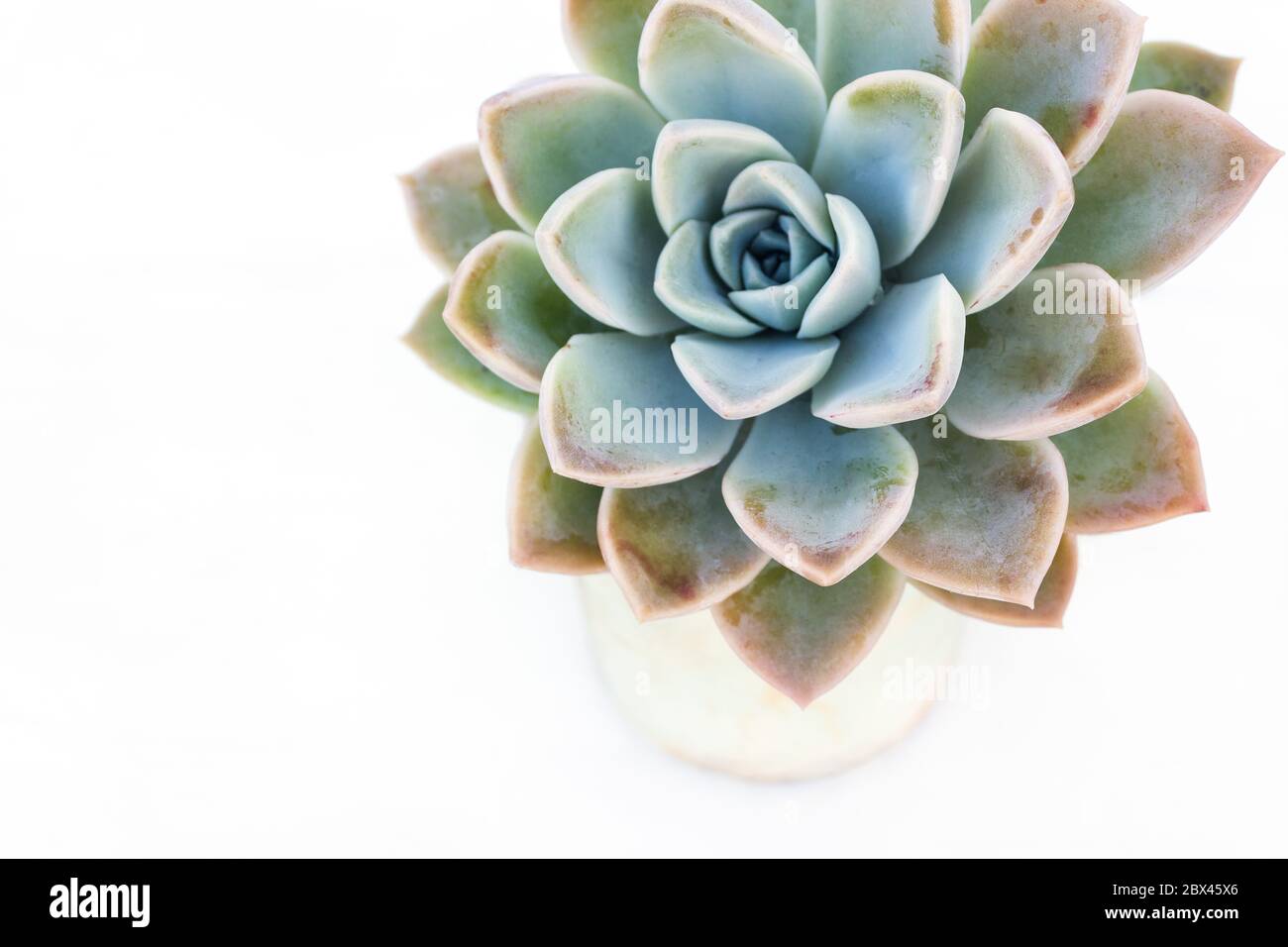 Pianta succulenta con spazio di copia di sfondo bianco Foto Stock