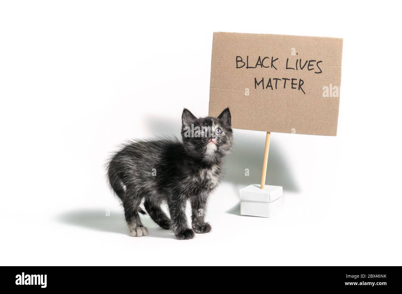 piccolo gattino scuro con lo slogan nero vive materia su sfondo bianco isolato Foto Stock