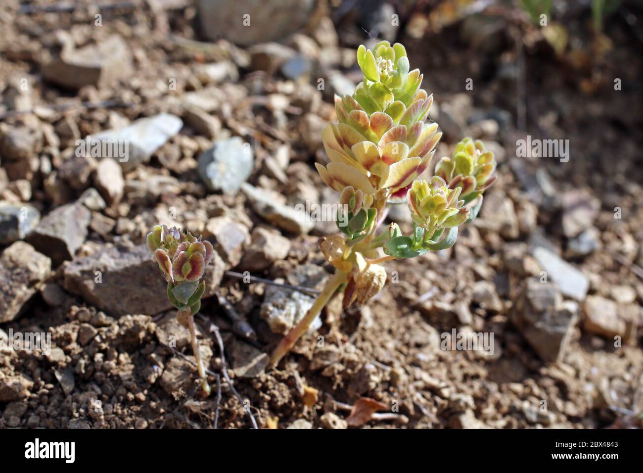 Aethionema arabicum - pianta selvatica sparata in primavera. Foto Stock