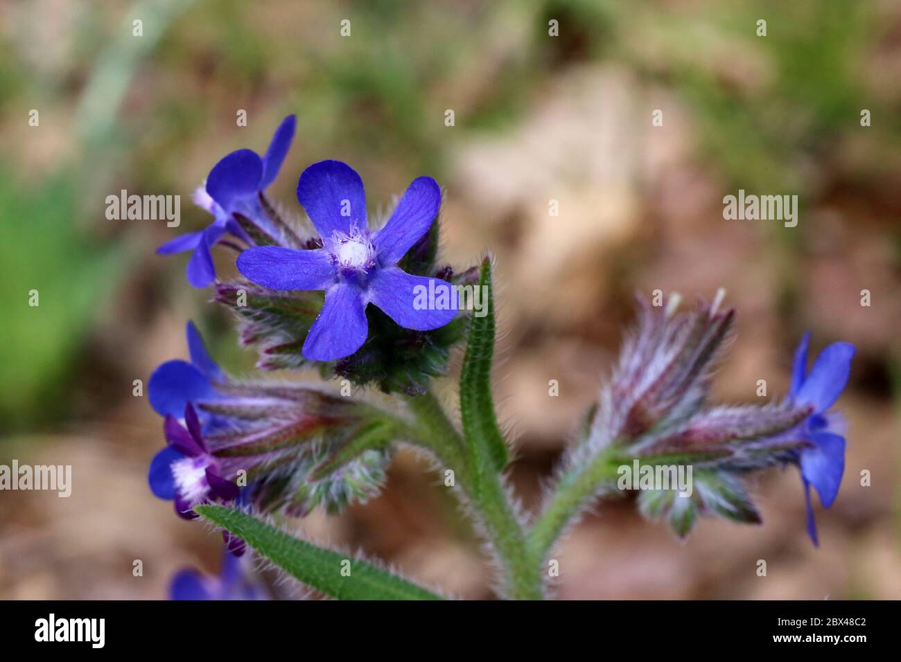 Anchusa azurea - Wild pianta sparata in primavera. Foto Stock