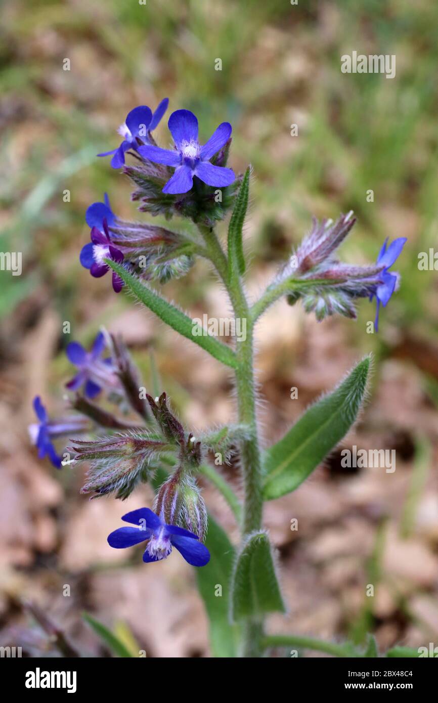 Anchusa azurea - Wild pianta sparata in primavera. Foto Stock