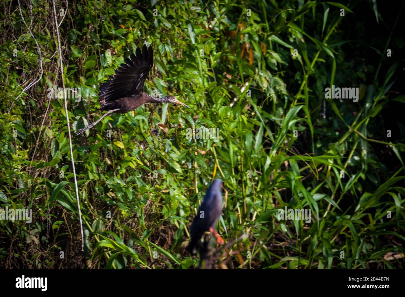 Limpkin in volo, Aramus guarauna, nella lussureggiante foresta pluviale accanto al lago Gatun, provincia di Colon, Repubblica di Panama. Foto Stock