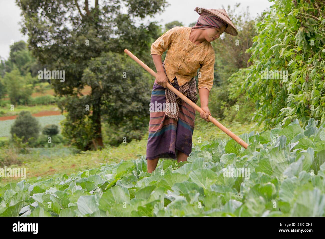 Myanmar, persone che lavorano sui campi tra kalaw e il lago inle Foto Stock
