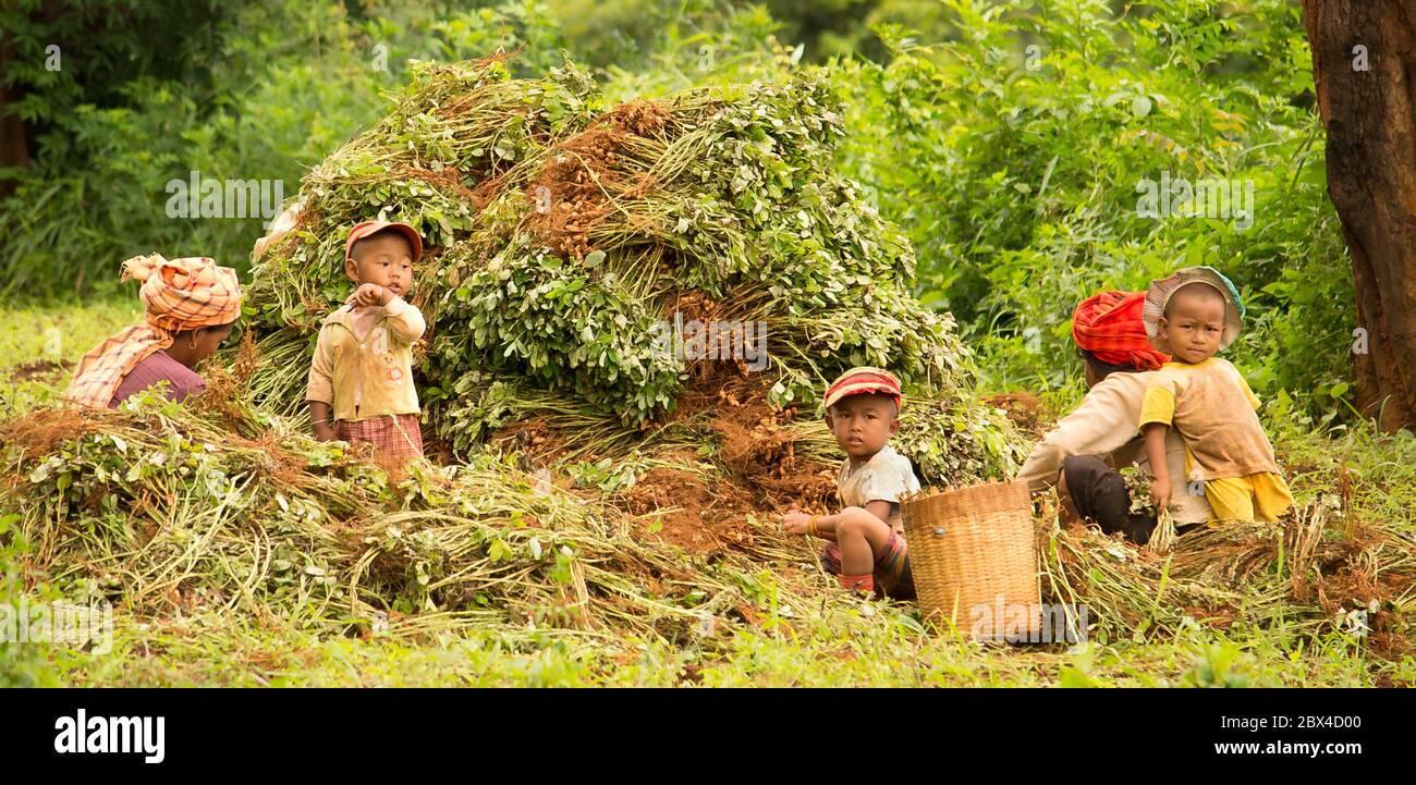 Myanmar, persone che lavorano sui campi tra kalaw e il lago inle Foto Stock