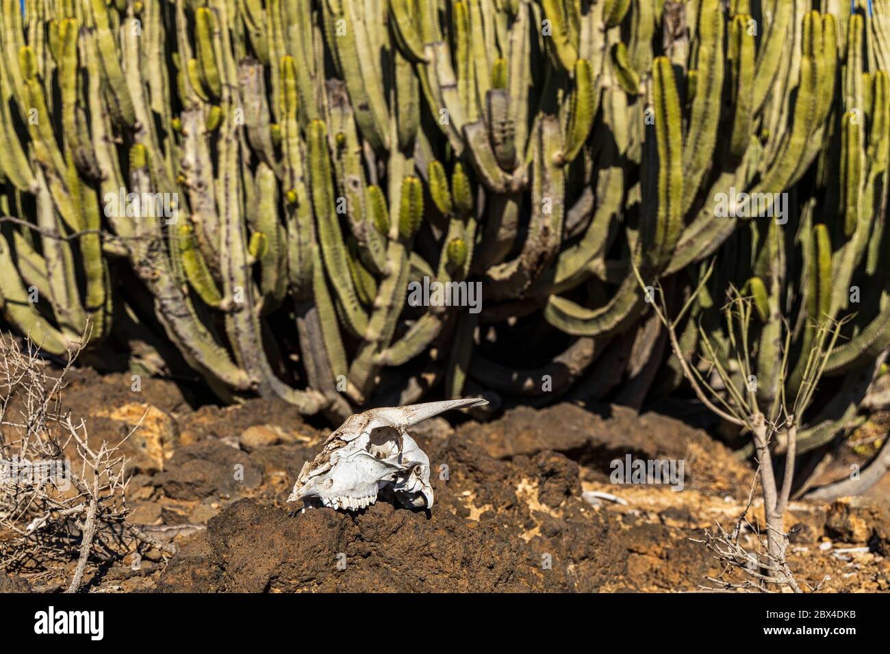 Cranio bianco di capra sbiancato su rocce di fronte al cactus del cardon a Tenerife, Isole Canarie, Spagna Foto Stock