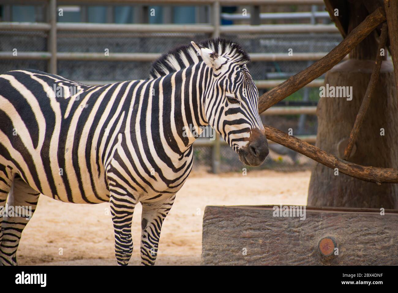 Profilo laterale di una zebra nel suo recinto presso lo zoo locale della città. Foto Stock
