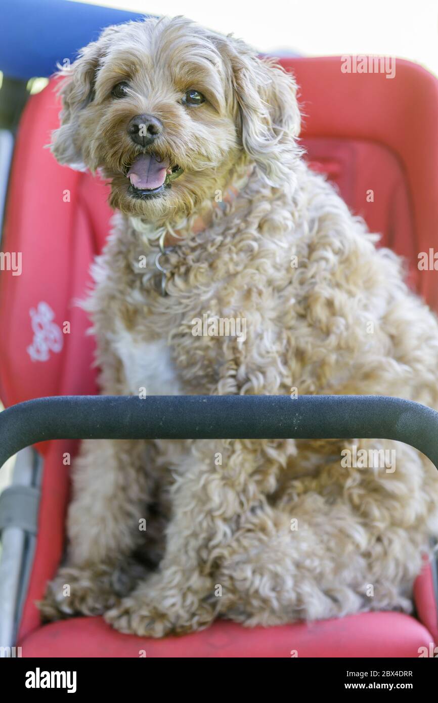 Cavalier Re Carlo Spaniel e Poodle, 10 anni, incrociano il maschio seduto su un passeggino Foto Stock