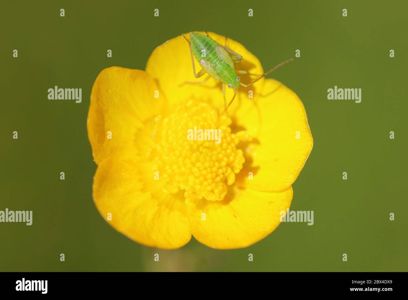 Ninfa di Mirid Bug Lygocoris rugicollis su fiore della ButterCup Foto Stock