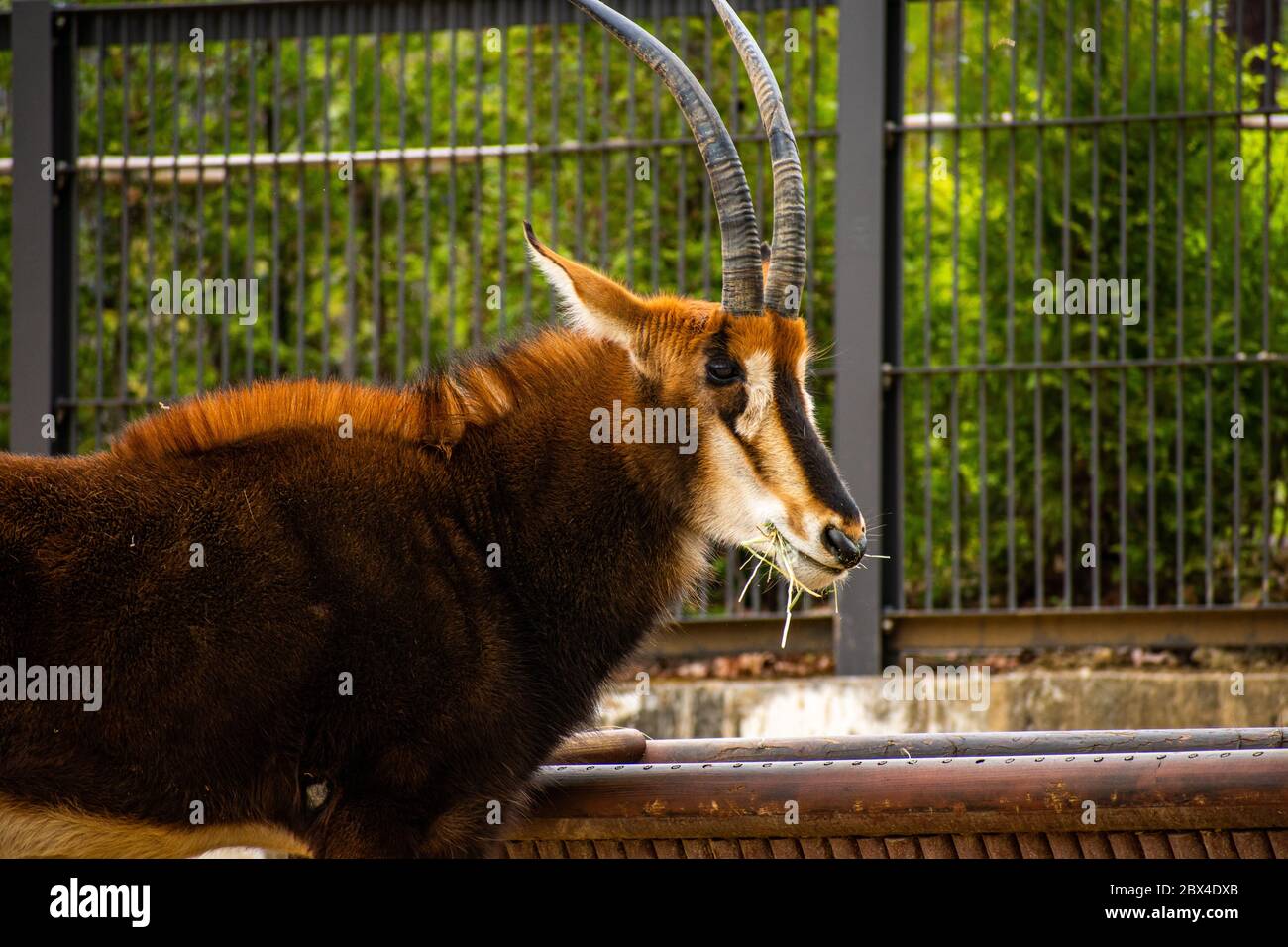 Profilo laterale di un Antelope Sable dallo zoo locale della città Foto Stock