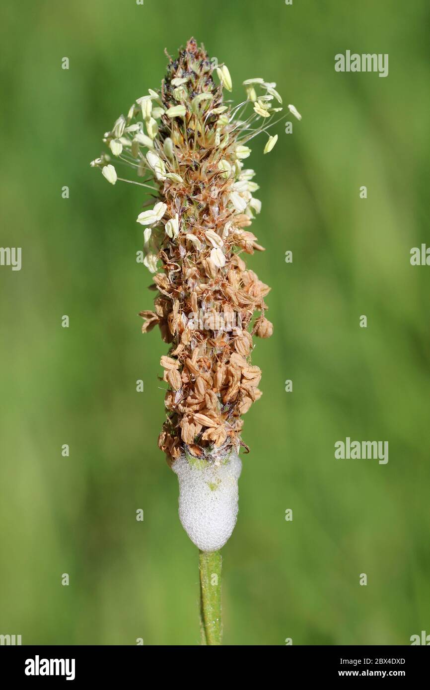 Cucù Spit su Ribwort Plantain Foto Stock