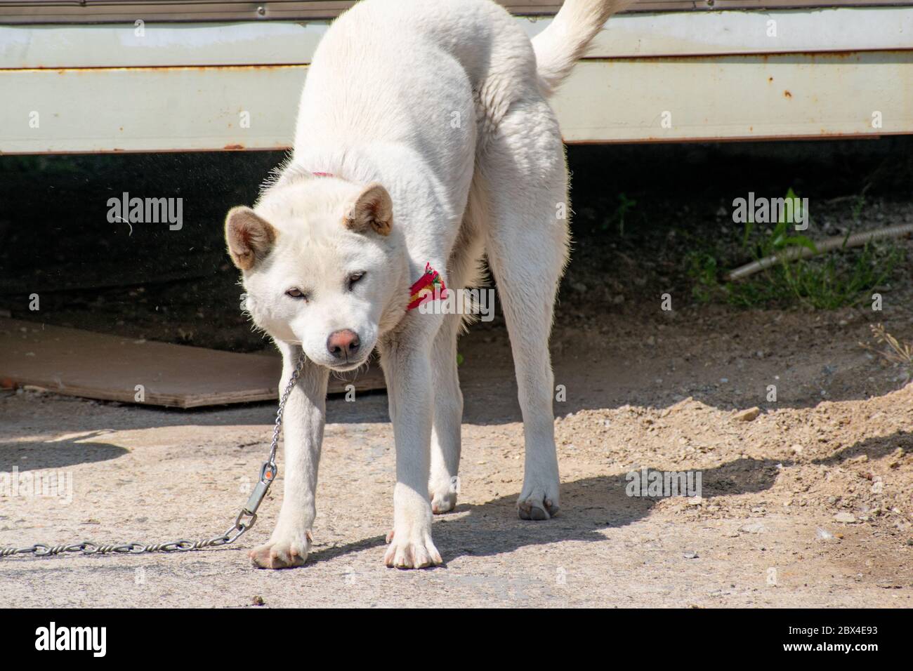 Ritratto di un cane Jindo coreano di Goyang rurale, Corea del Sud Foto Stock