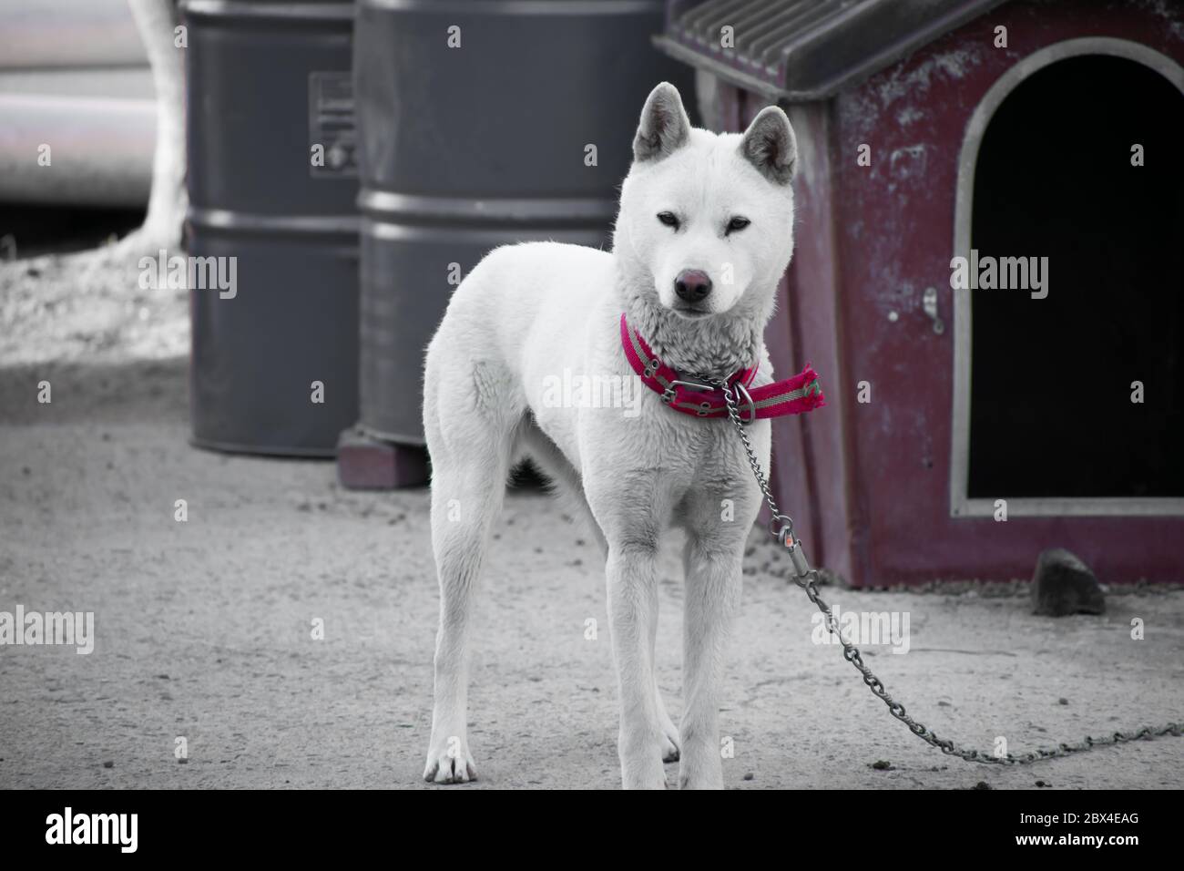 Ritratto di un cane Jindo coreano di Goyang rurale, Corea del Sud Foto Stock