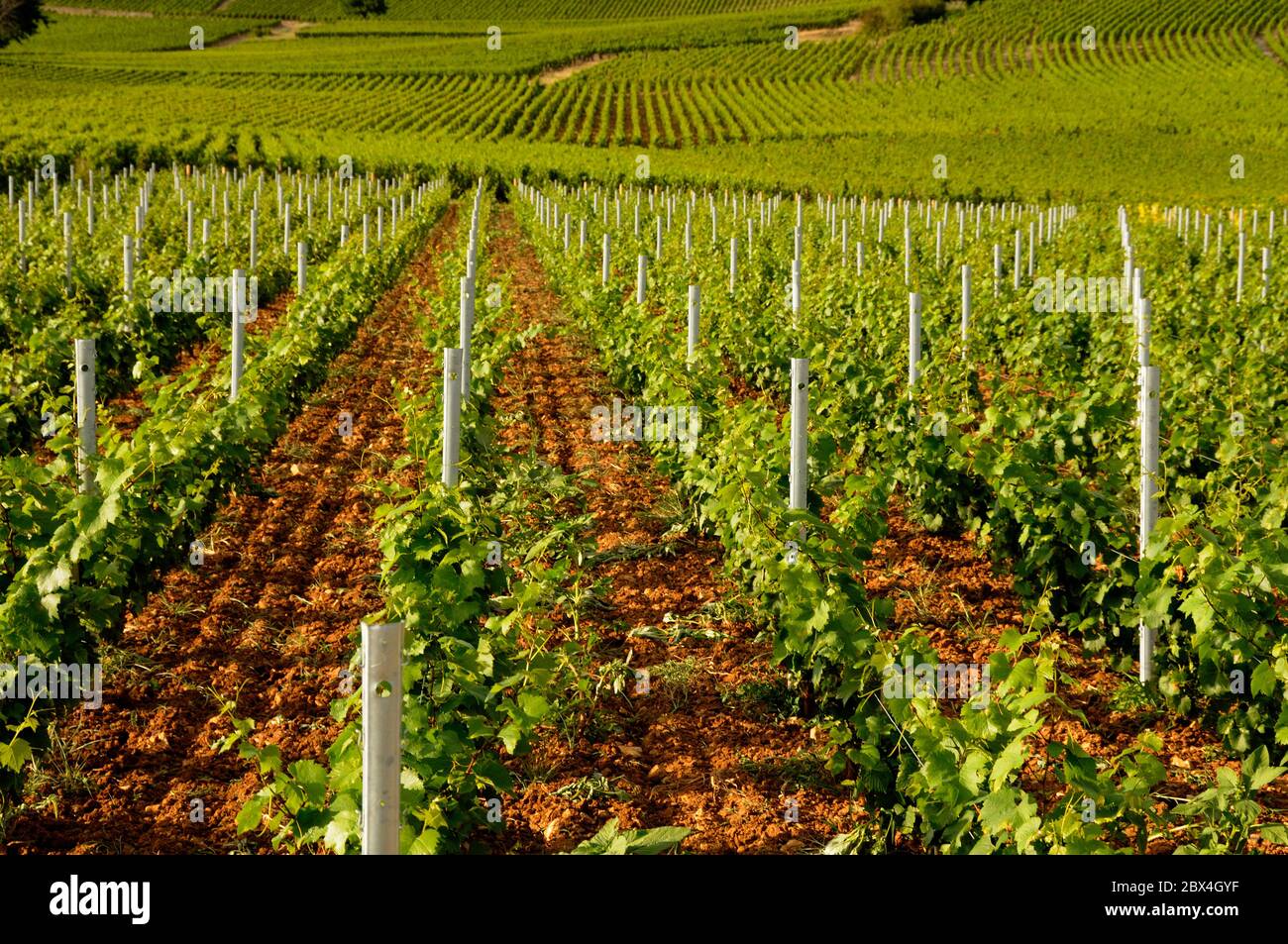 Vigneto di Borgogna. Côte-d'Or , Borgogna-Franche-Comte, Francia Foto Stock