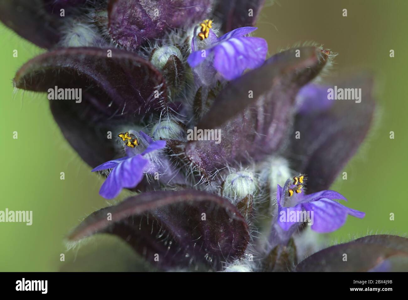 Ajuga piramidalis, comunemente noto come pyramidal bugle Foto Stock