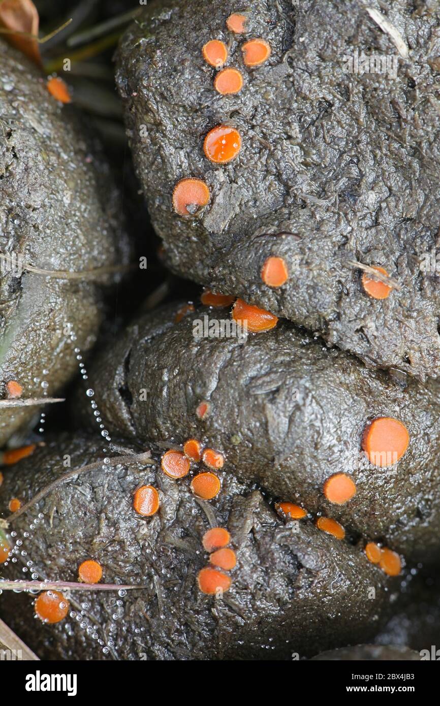 Cheilymenia coprinaria, un fungo della tazza che cresce su sterco di alce in Finlandia Foto Stock