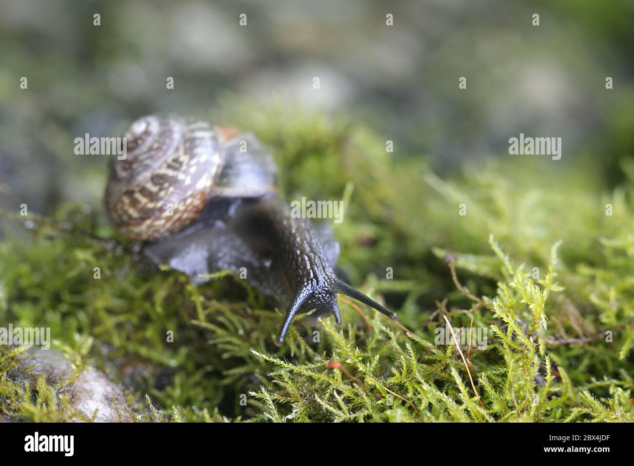Arianta arbustorum, una lumaca di terra conosciuta come la lumaca di rame, un gasteropodi di molluschi al pulmonato terrestre dalla Finlandia Foto Stock
