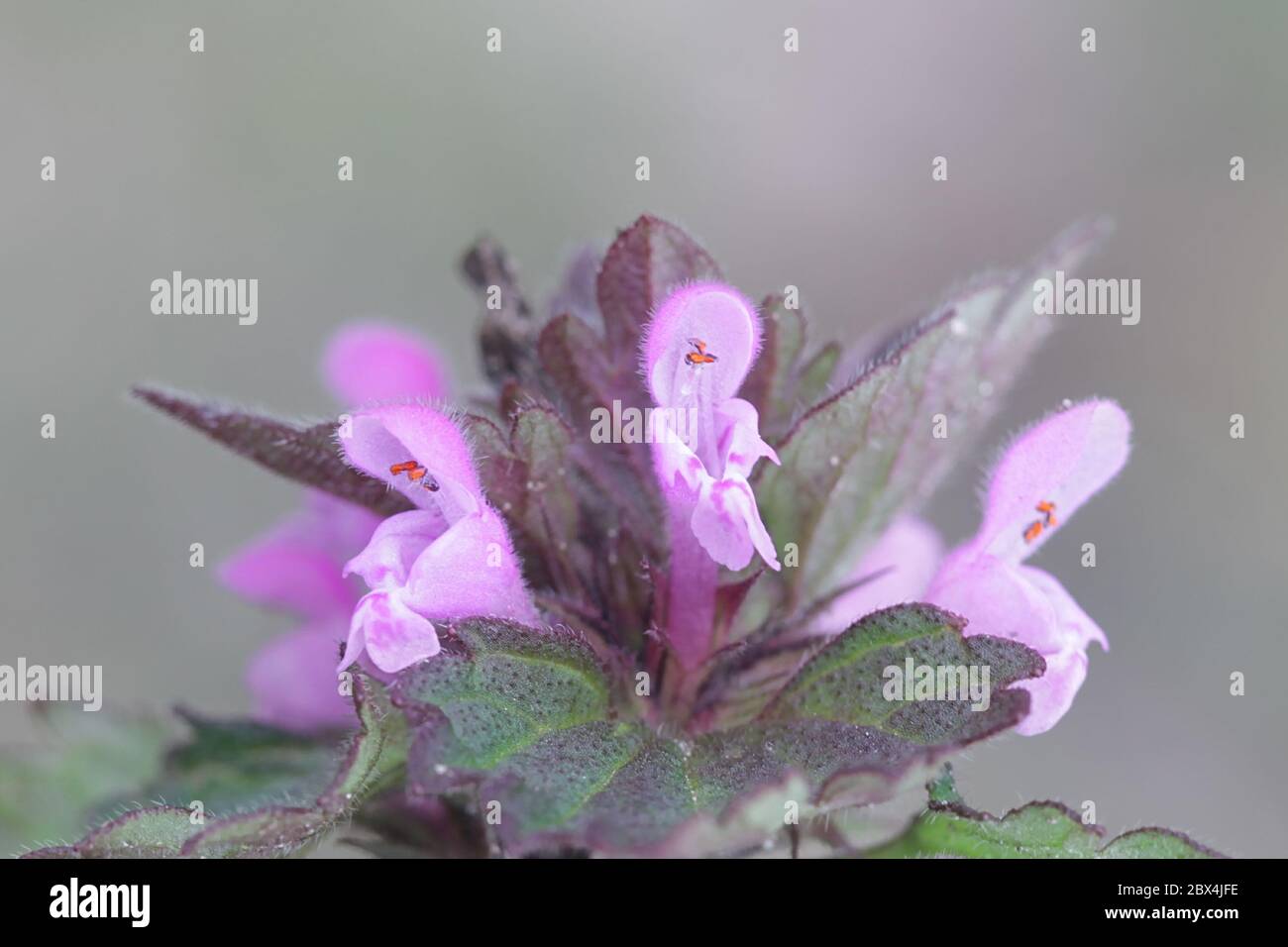 Lamium hybridum, conosciuto come Tut-Leaved Dead-ortica, fiore selvatico della Finlandia Foto Stock