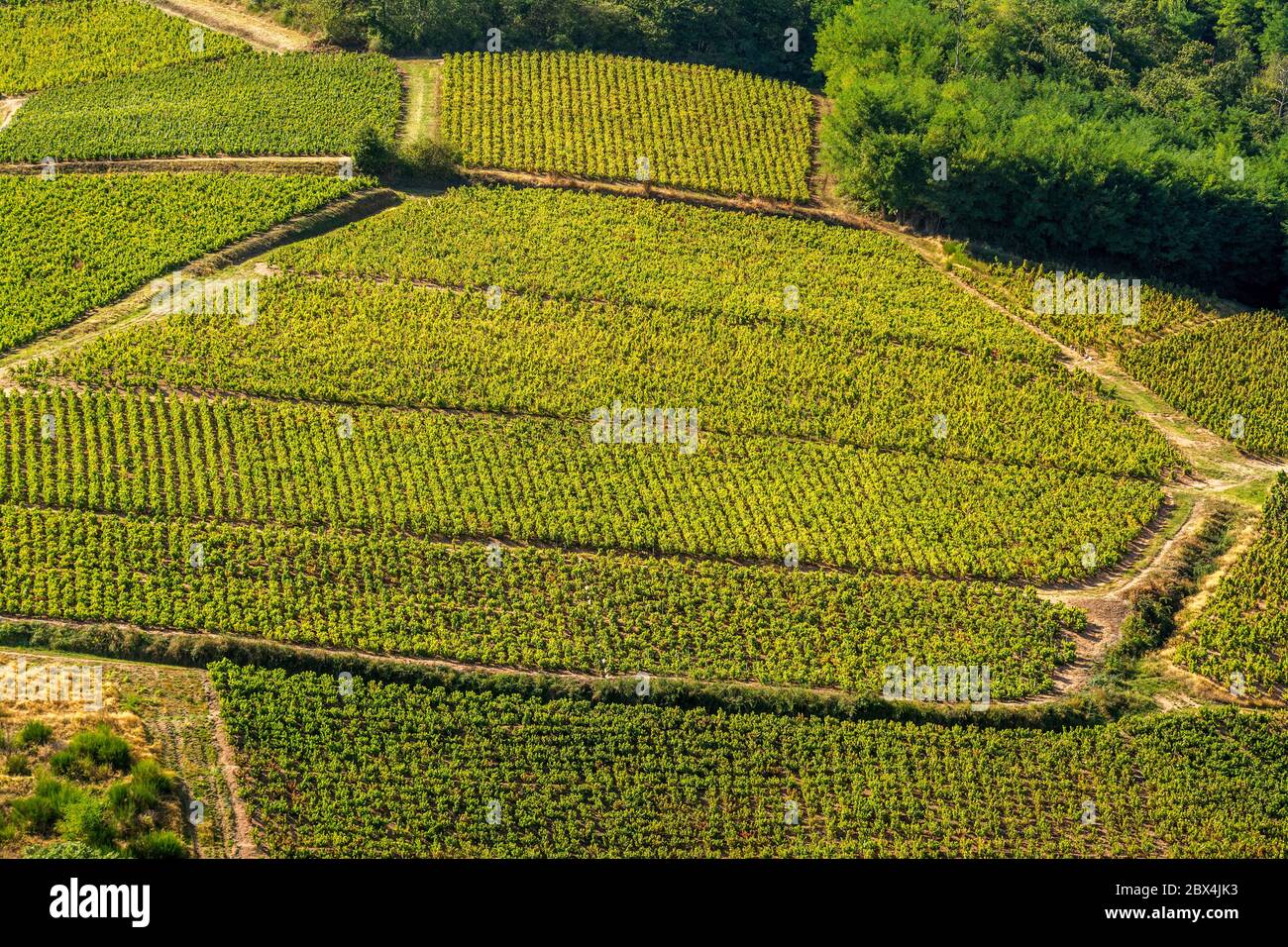 Vigneto nella regione Beaujolais Auvergne-Rodano-Alpi. Francia Foto Stock