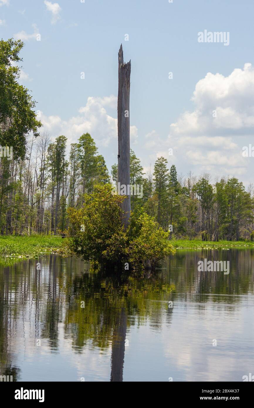 Okefenokee Swamp, contea di Charlton, Georgia, Stati Uniti Foto Stock