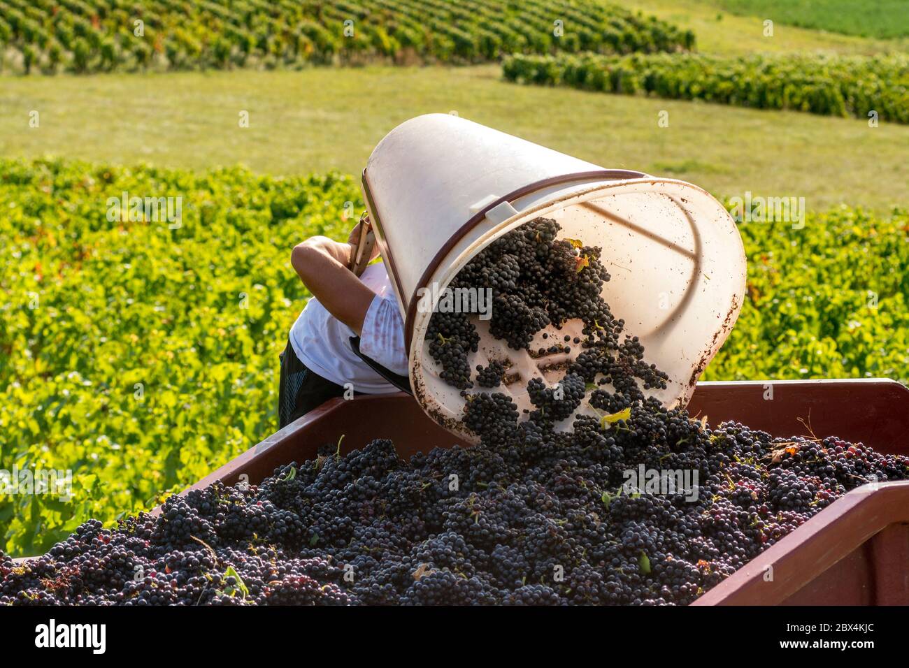 Vendemmia in Beaujolais vigna, Auvergne-Rodano-Alpi. Francia Foto Stock