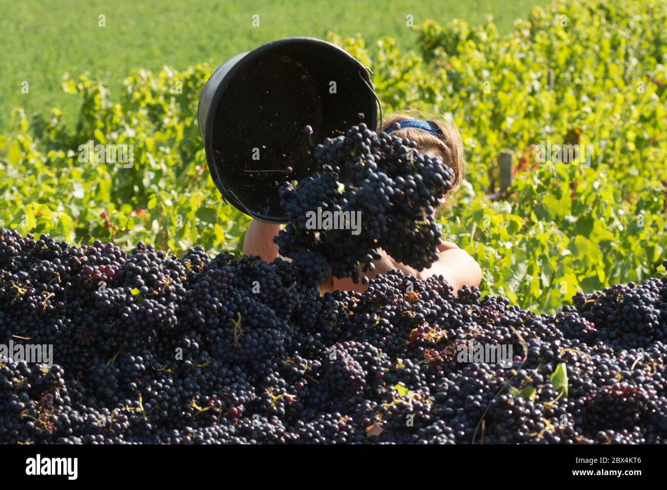 Vendemmia in Beaujolais vigna, Auvergne-Rodano-Alpi. Francia Foto Stock