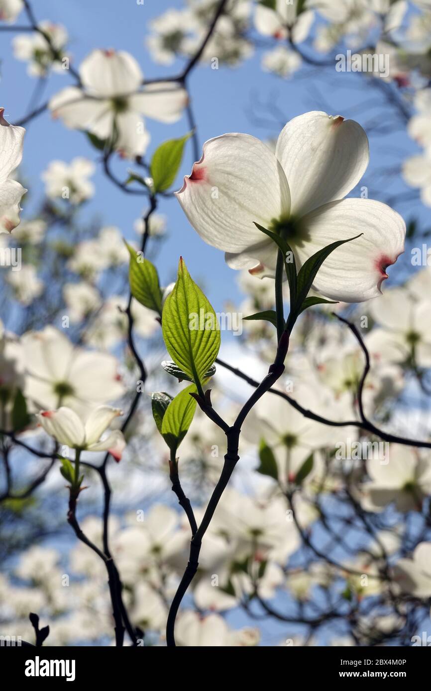 Fioritura di legno di cane Cornus florida 'White Cloud' fiori primaverili retroilluminati cielo giardino albero di legno di cane bianco Foto Stock