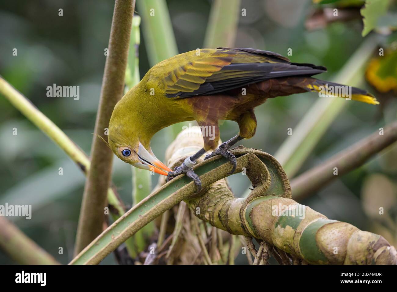 Oropendola verde - Psarocolius viridis, uccello perching di colore bello dalle foreste sudamericane, Brasile. Foto Stock