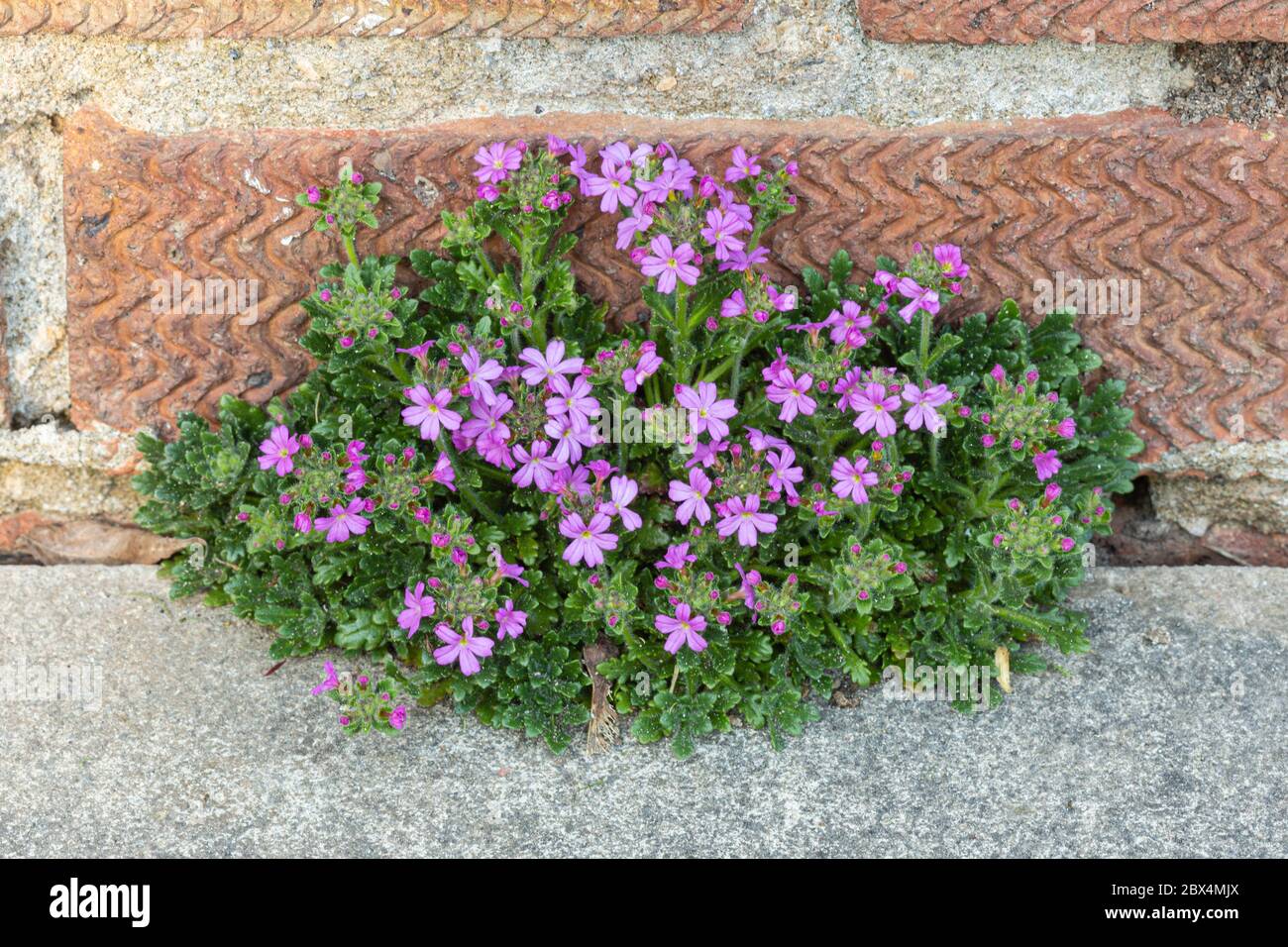 Foxglove fata, Erinus alpinus, che cresce in una crepa in lastre per pavimentazione, Galles, Regno Unito Foto Stock