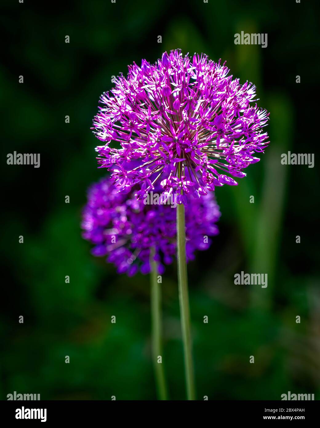 Infiorescenza a forma di sfera. Foto Stock