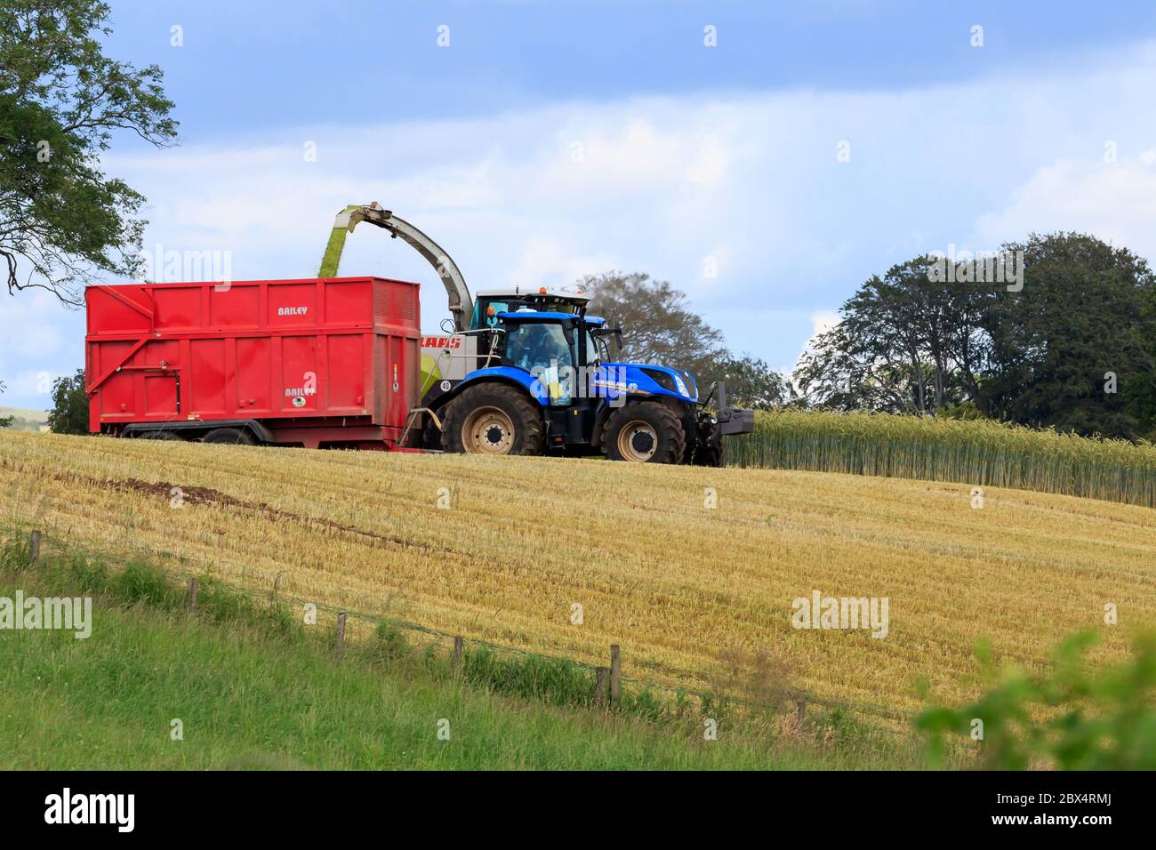 HODDAM, SCOZIA - JULY12, 2019: Trattore con rimorchio e foraggera che raccoglie i cereali raccolti insilato, Dumfries e Galloway Scozia Foto Stock