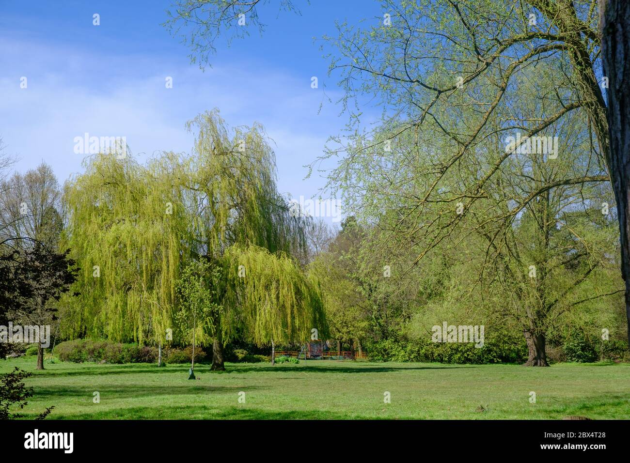 Alberi alti e verdi erba sotto un cielo blu in primavera al Pinner Memorial Park, Pinner, NW London, Inghilterra UK. Foto Stock