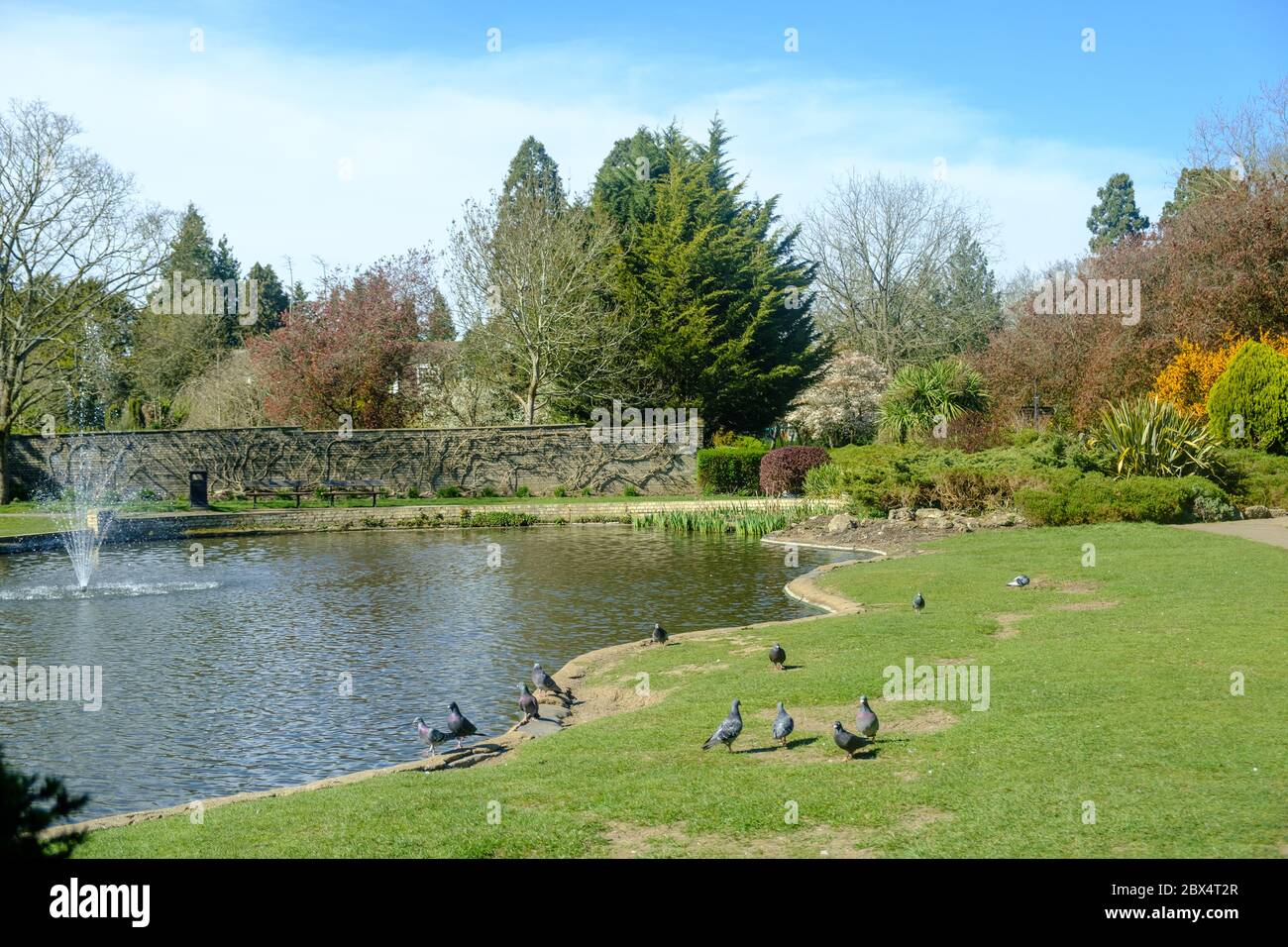 Piccioni sull'erba al lago con una fontana d'acqua. Alberi assortiti, muro con vite e fogliame splendidamente paesaggistico. Pinner Memorial Park, Londra. Foto Stock