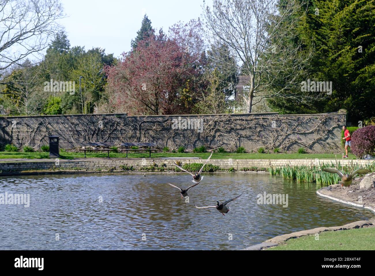 Uomo che corre e piccioni che volano in primavera al lago di Pinner Memorial Park, Pinner, North West London, England, UK Foto Stock