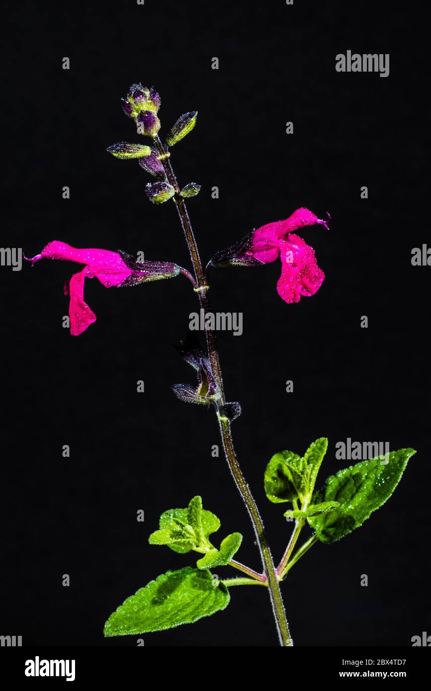 Studio primo piano dei fiori rosa di Salvia microfylla 'Cerro Potosi' (Baby Sage) con gocce d'acqua Foto Stock